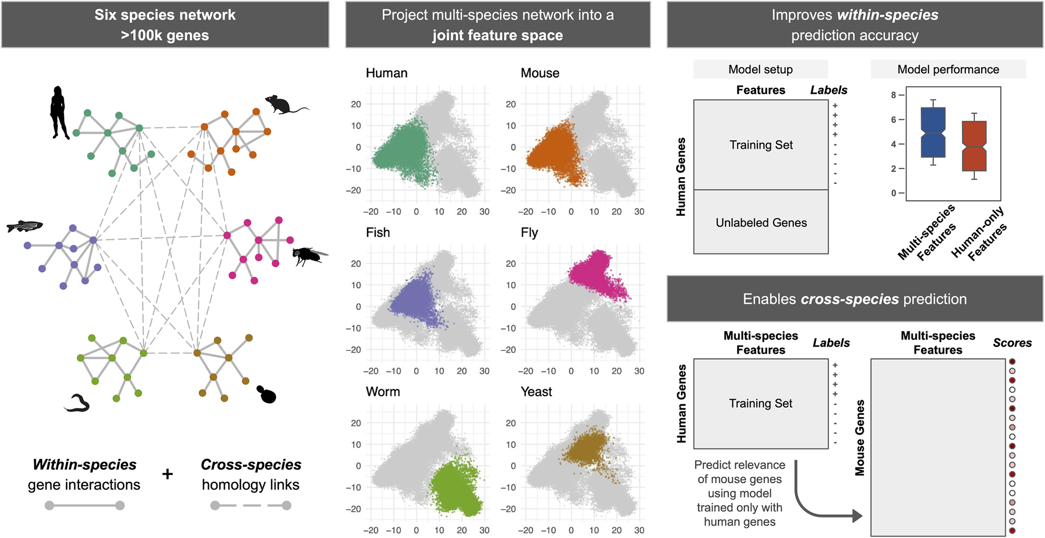 Infographic figure from manuscript summarizing key points about GenePlexus: Six species network with over 100k genes. Within-species gene interactions + cross-species homology links. Project multi-species network into a joint feature space. Improves within-species prediction accuracy. Enables cross-species prediction.